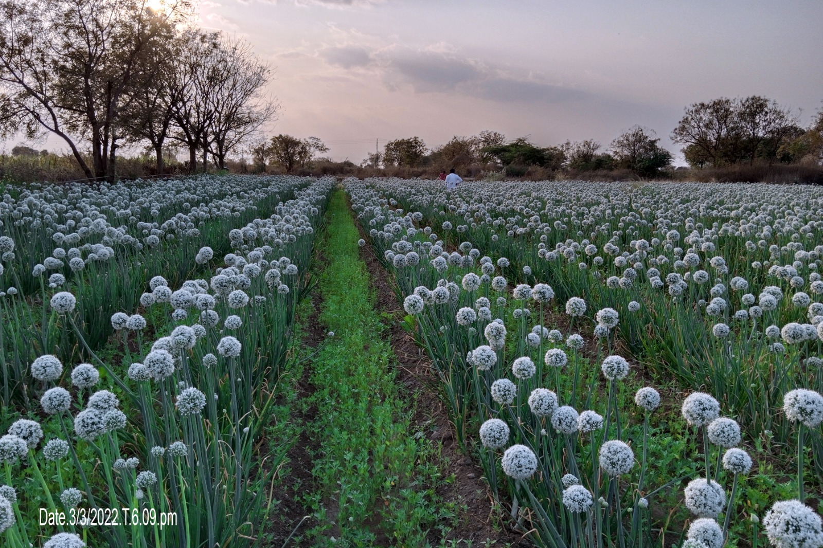 Soybean Field